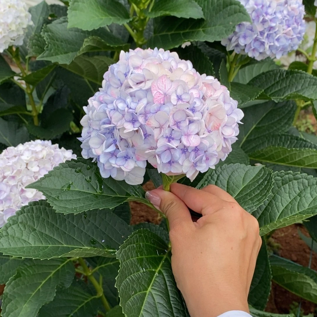 68号绣球/有色差介意勿拍/3单冷链包邮/偏远补运费发德邦空运