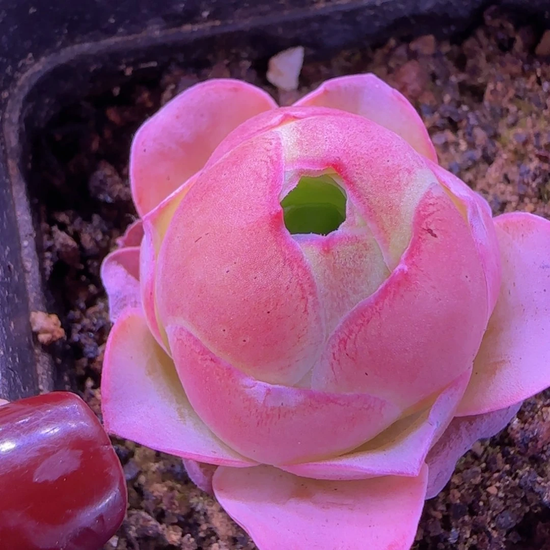 琼台玫瑰七方杯883