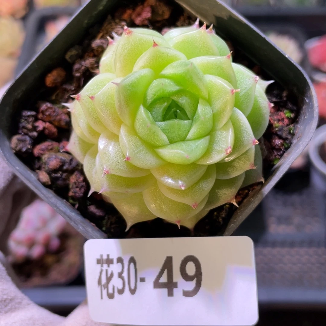 花利美30-49麦秆单头