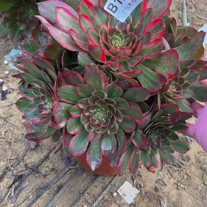 128莲花座多肉法师不包断枝