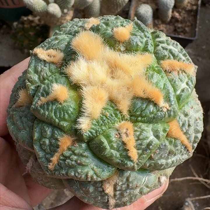 福利苗接大尤龟甲连0639仙人球