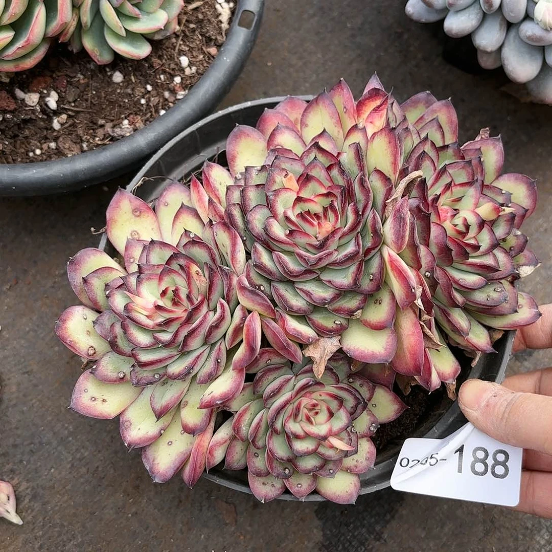 同温层多肉肉酱玫瑰188