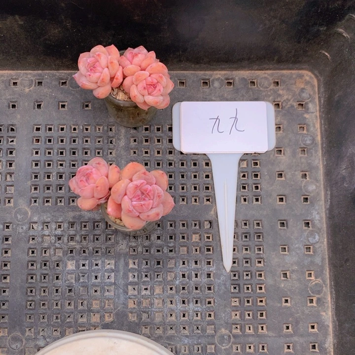 九九两个玻璃瓶发