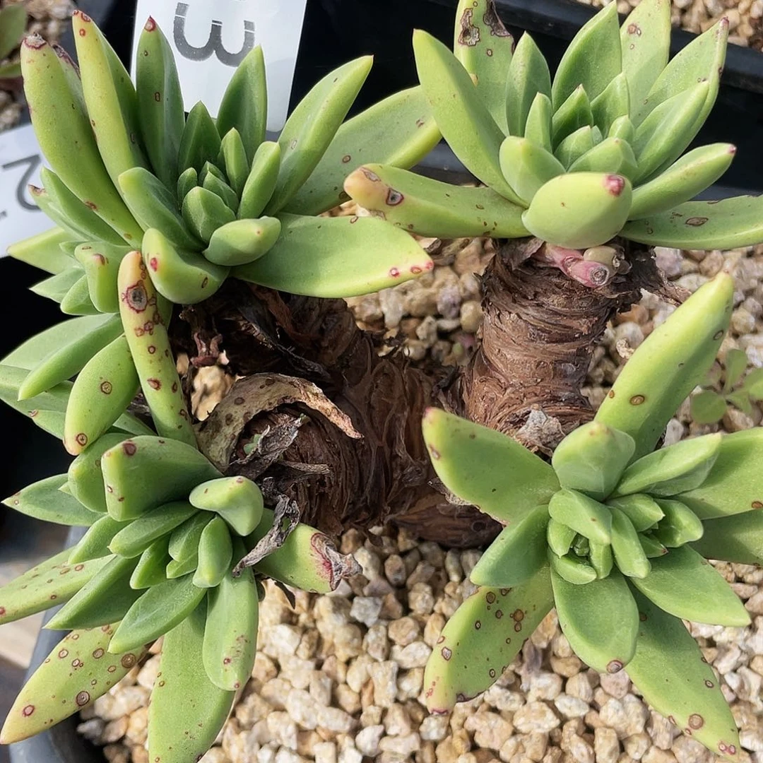 绿体阿金尼杂苹果叶7623