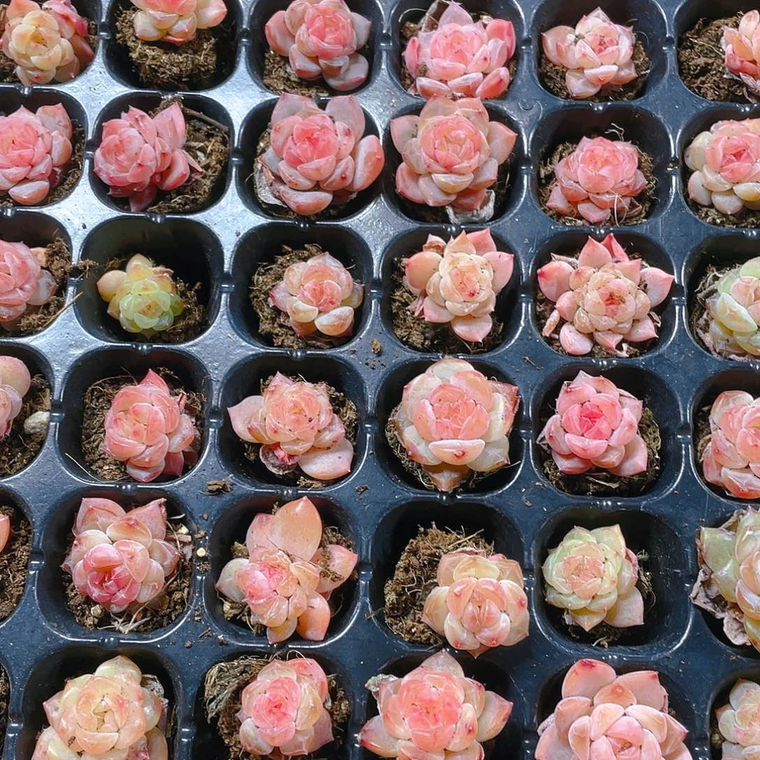 幽兰穴一个满25包邮