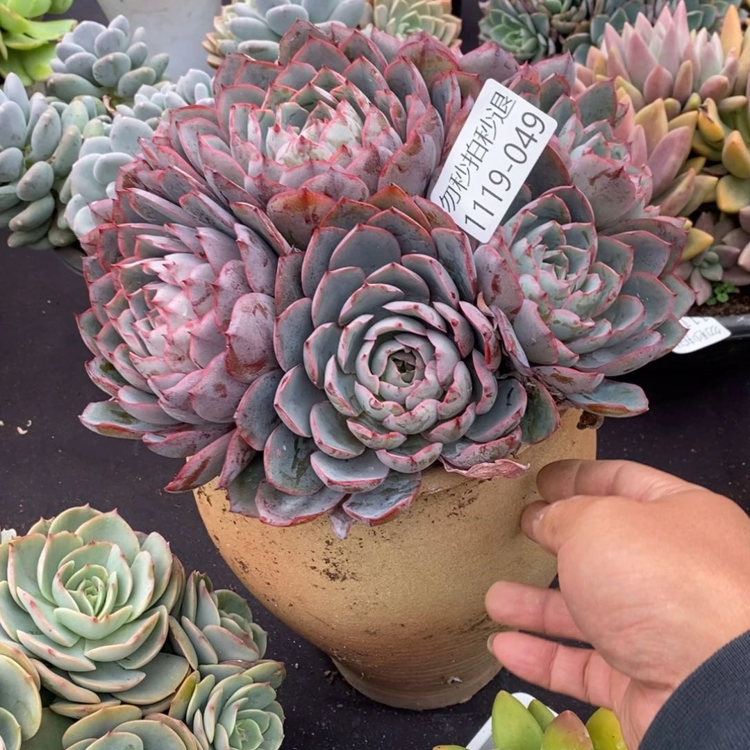 勿秒拍秒退1119-49赫拉