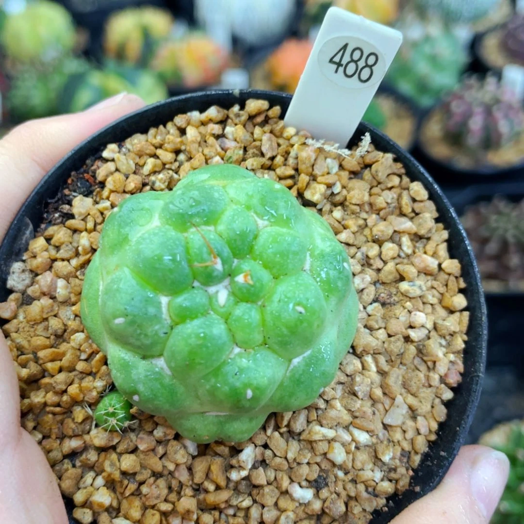 无刺象牙蜘蛛眼盆5公分满25包邮裸根发货