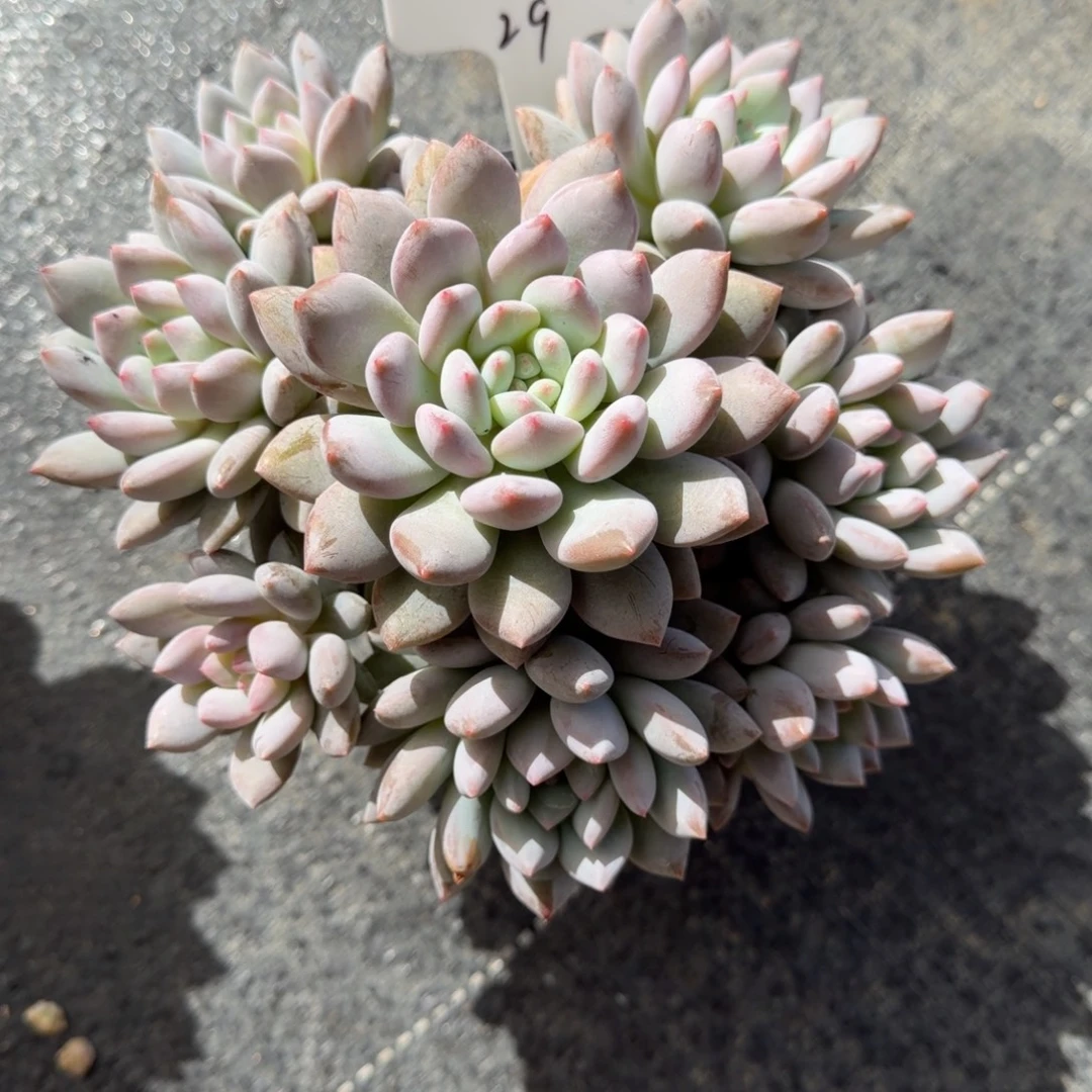 少***土一物一拍半夏捧花29