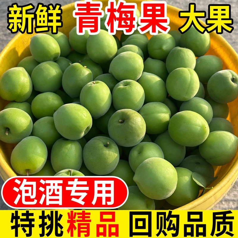顺丰EMS包邮］新鲜青梅果大果酸脆梅子泡酒腌制生吃优质胭脂红梅