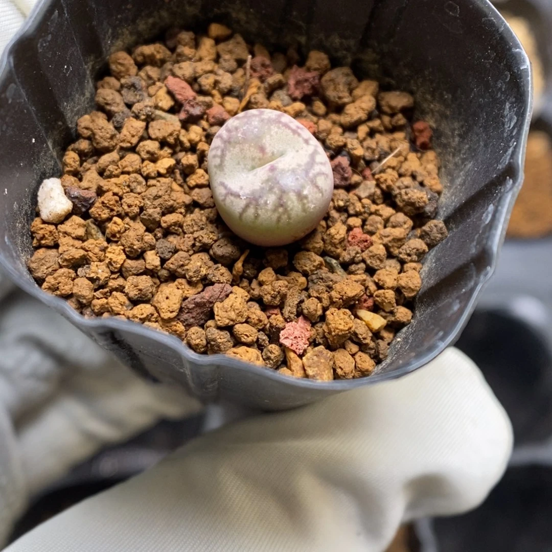 多肉植物肉锥杂交K-3751 康杂