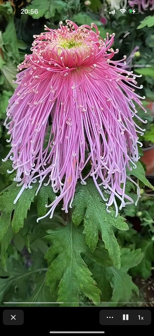 全乡古道菊花苗3颗
