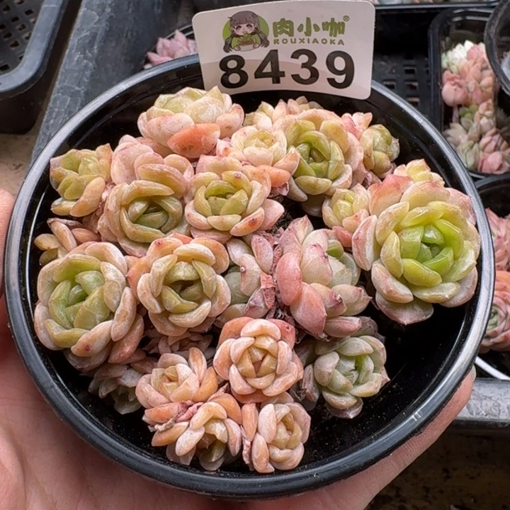 当前无花朵，栽培后可花朵多肉植物多肉植物