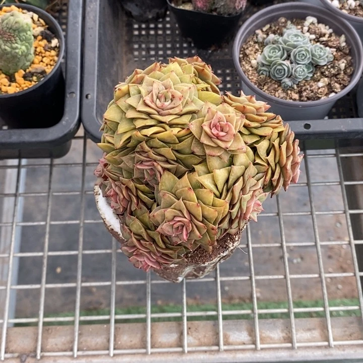 止****情伯克利和格蕾纳等著名音乐