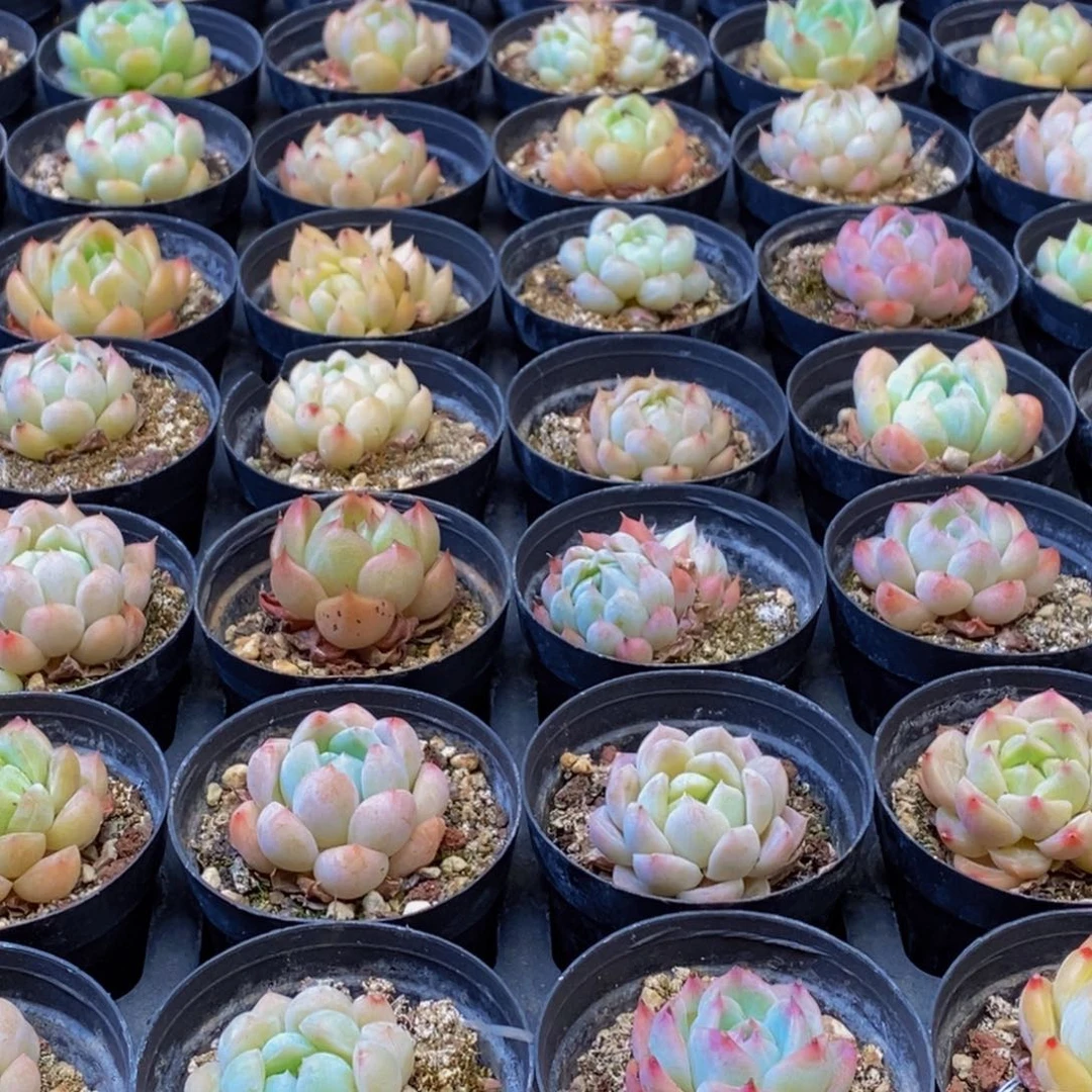 549多肉酱面膜祛痘去