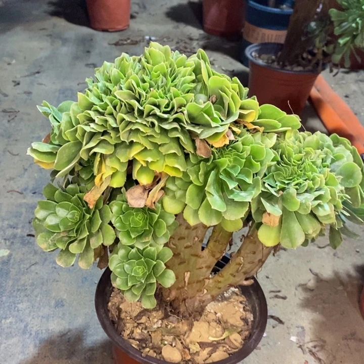 绿羊绒缀多肉植物59。