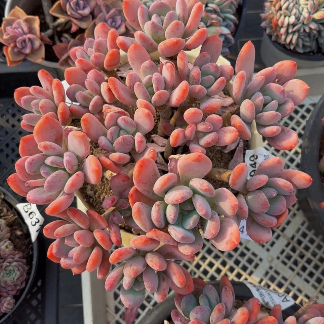 灰姑娘一物一拍4176