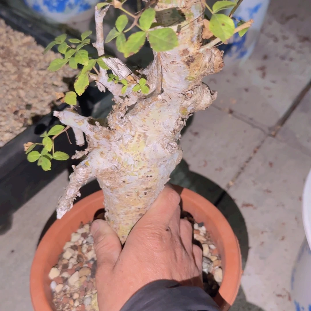 K***n块根植物块根植物