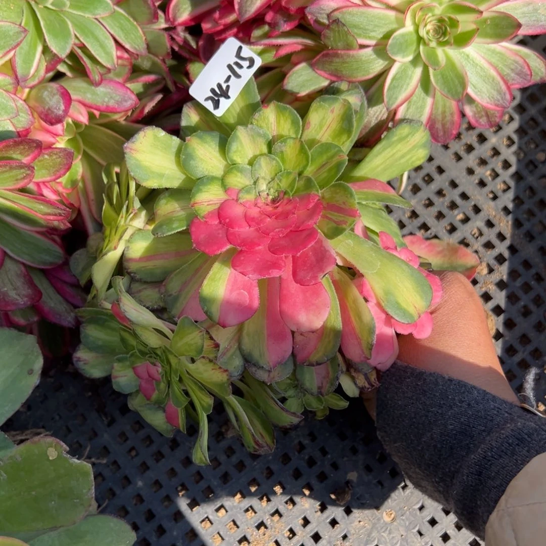 115知否多肉植物