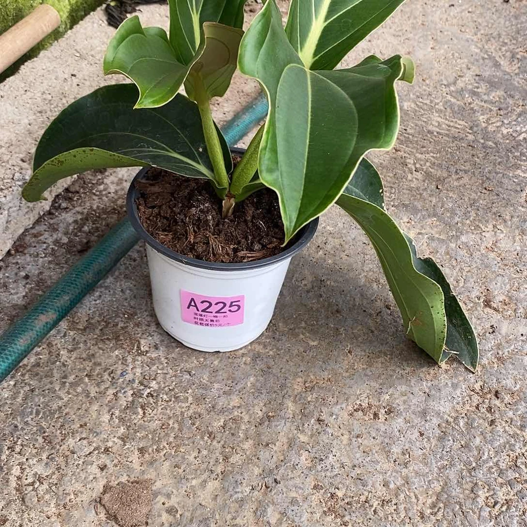 木本植物用****8木本花卉225福利
