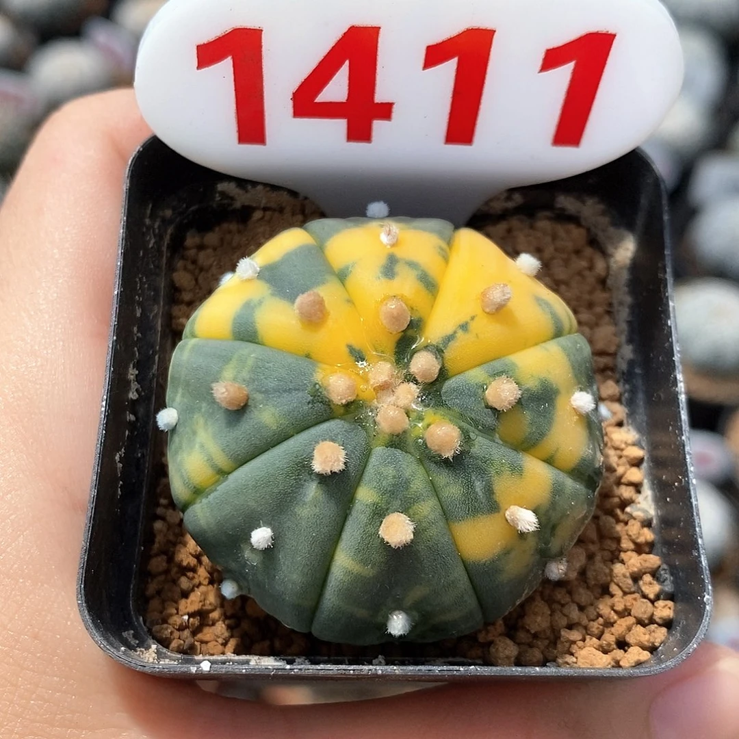 1411兜锦系列产品
