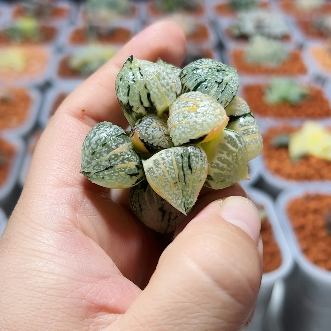 Y**i十二卷多大久保加全窗白帝城