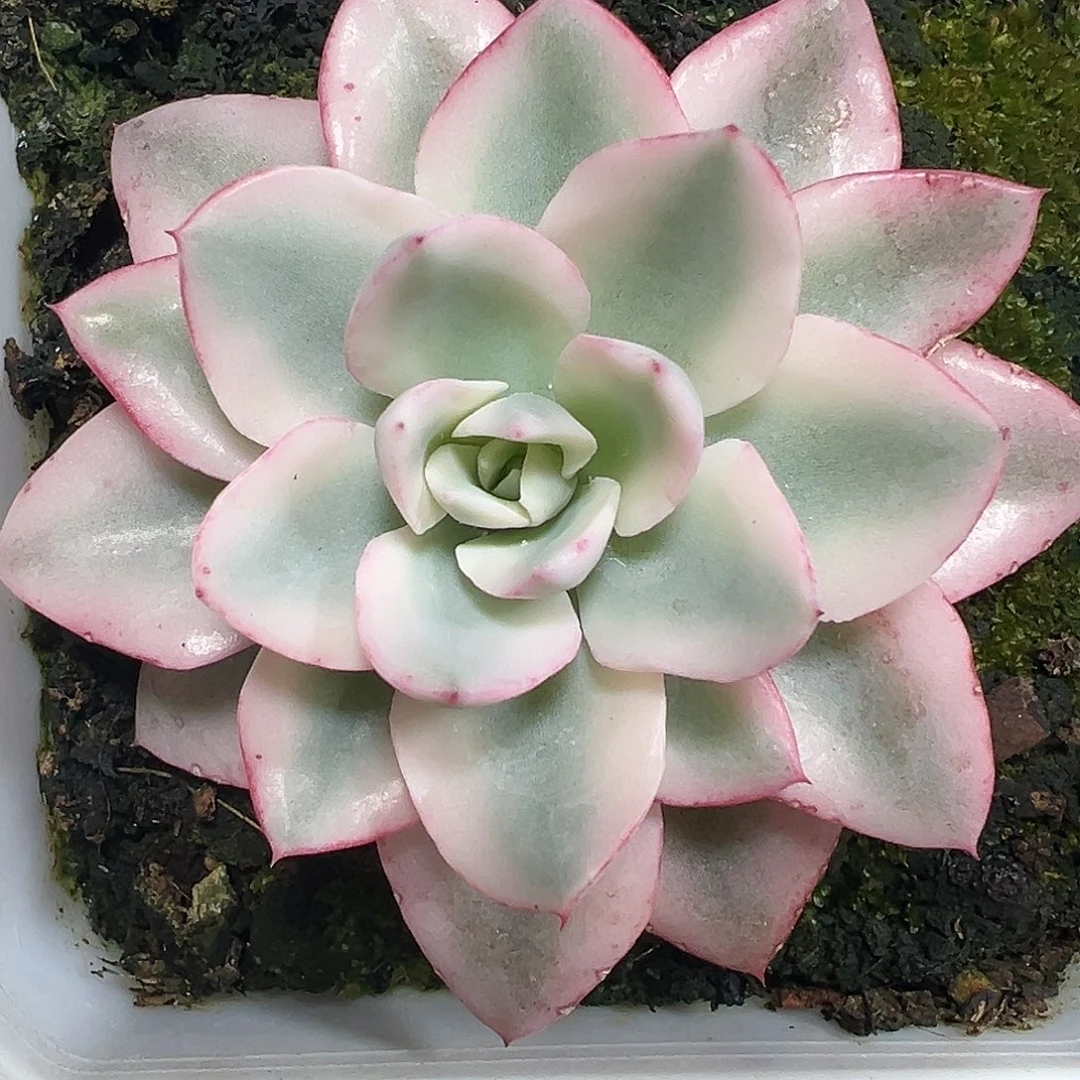 奶油黄桃宽锦多肉