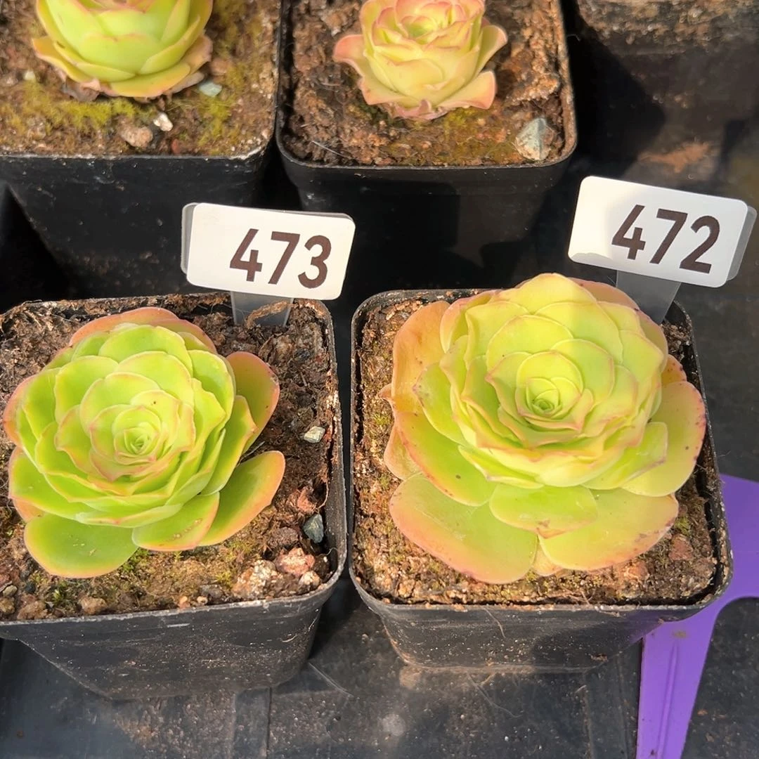 墨幽472-473山地玫瑰多肉