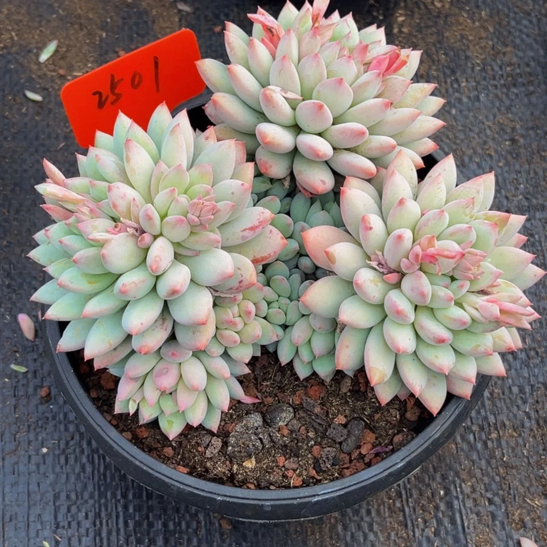 2501号上午多肉植物群生多肉植物