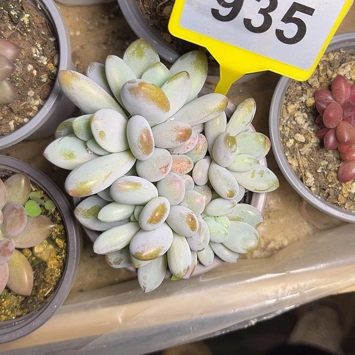 多肉植物胖橙龙935