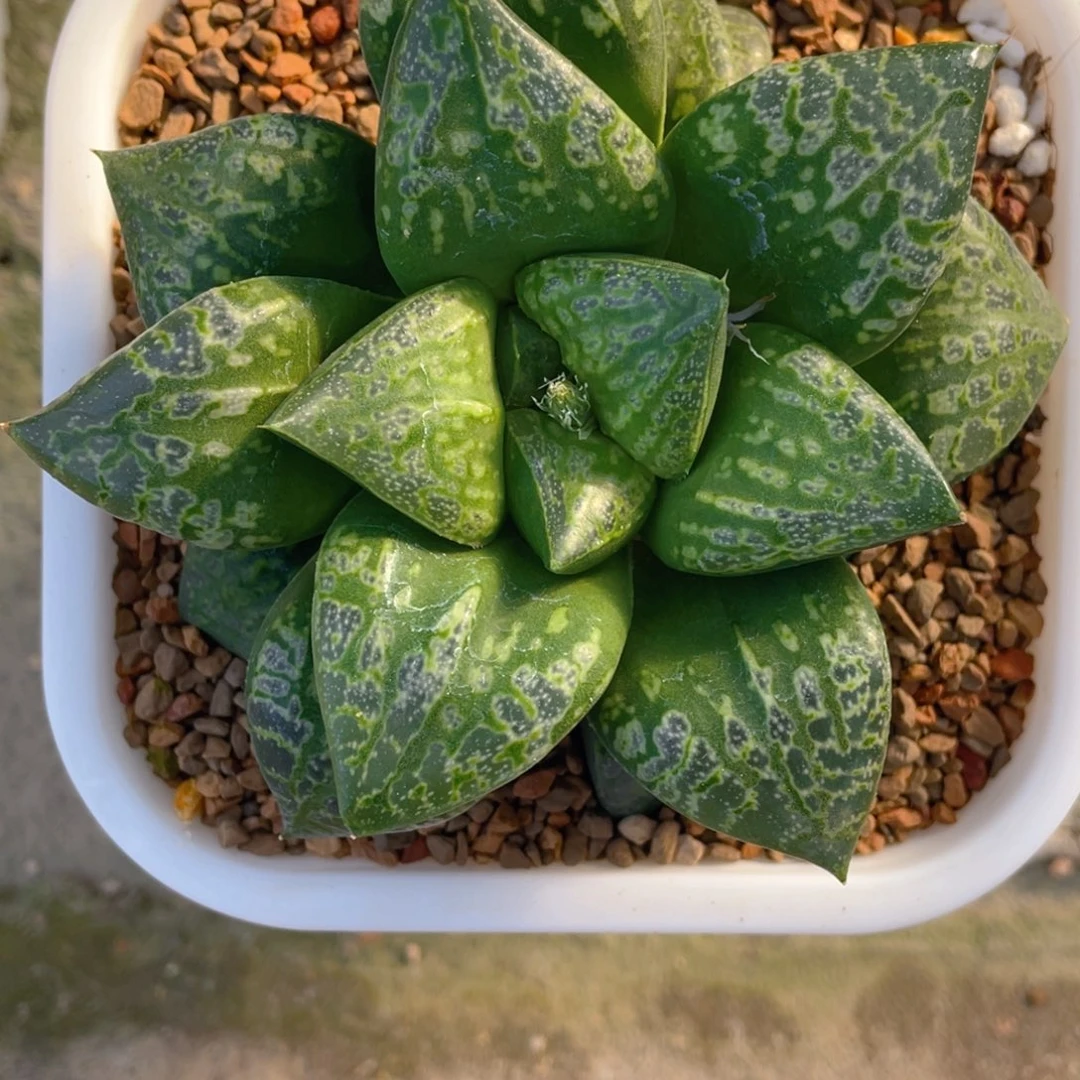 棉***啡十二卷假面舞会寿。