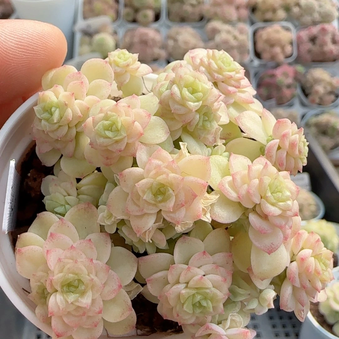 【闪购商品】0220-65（ttp-13-1）