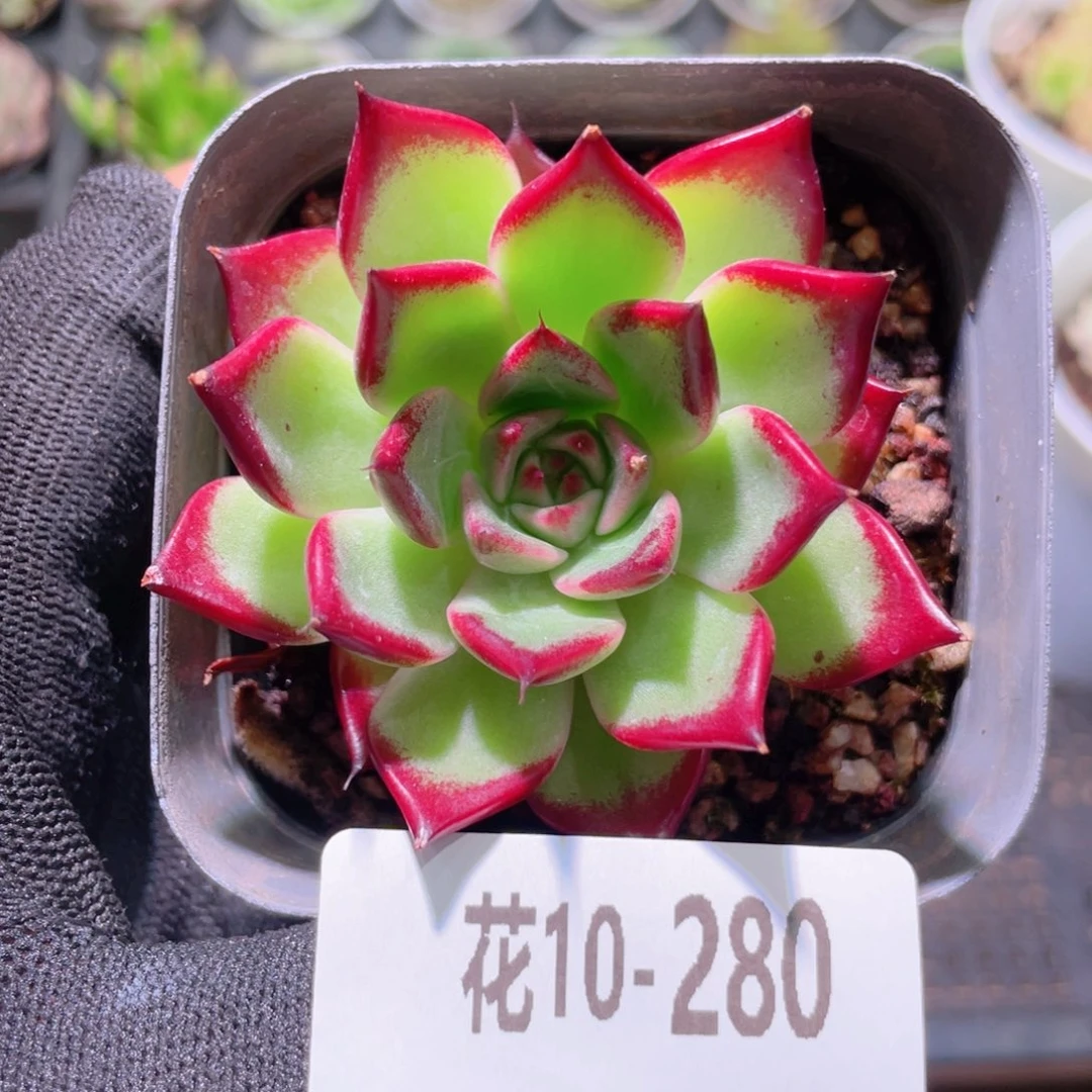 花利美10-280车厘子