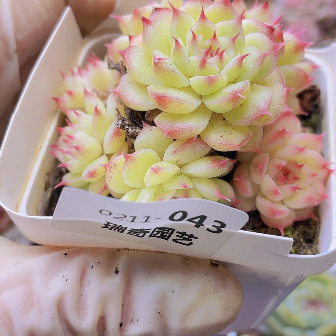 ?***?00000000000043一物一拍