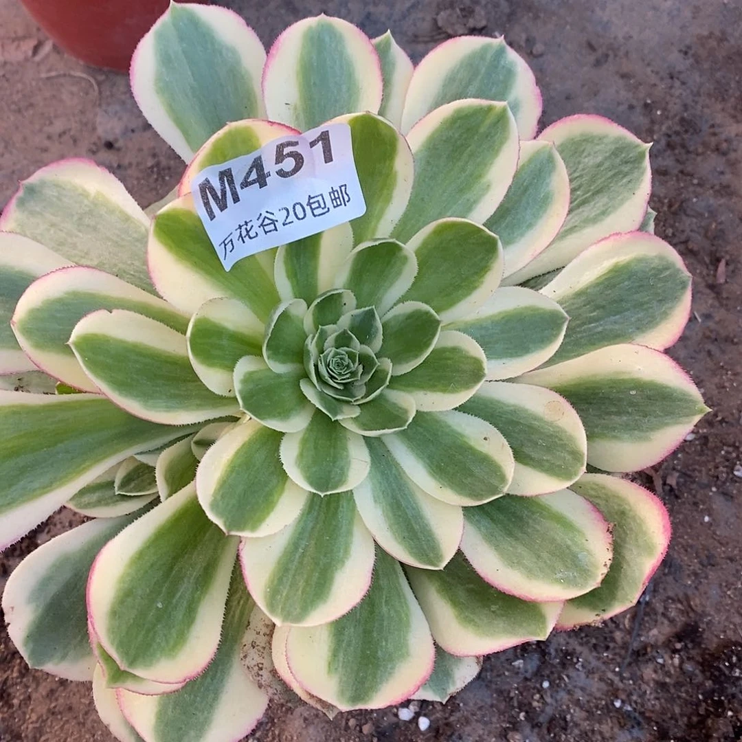 451海王多肉植物