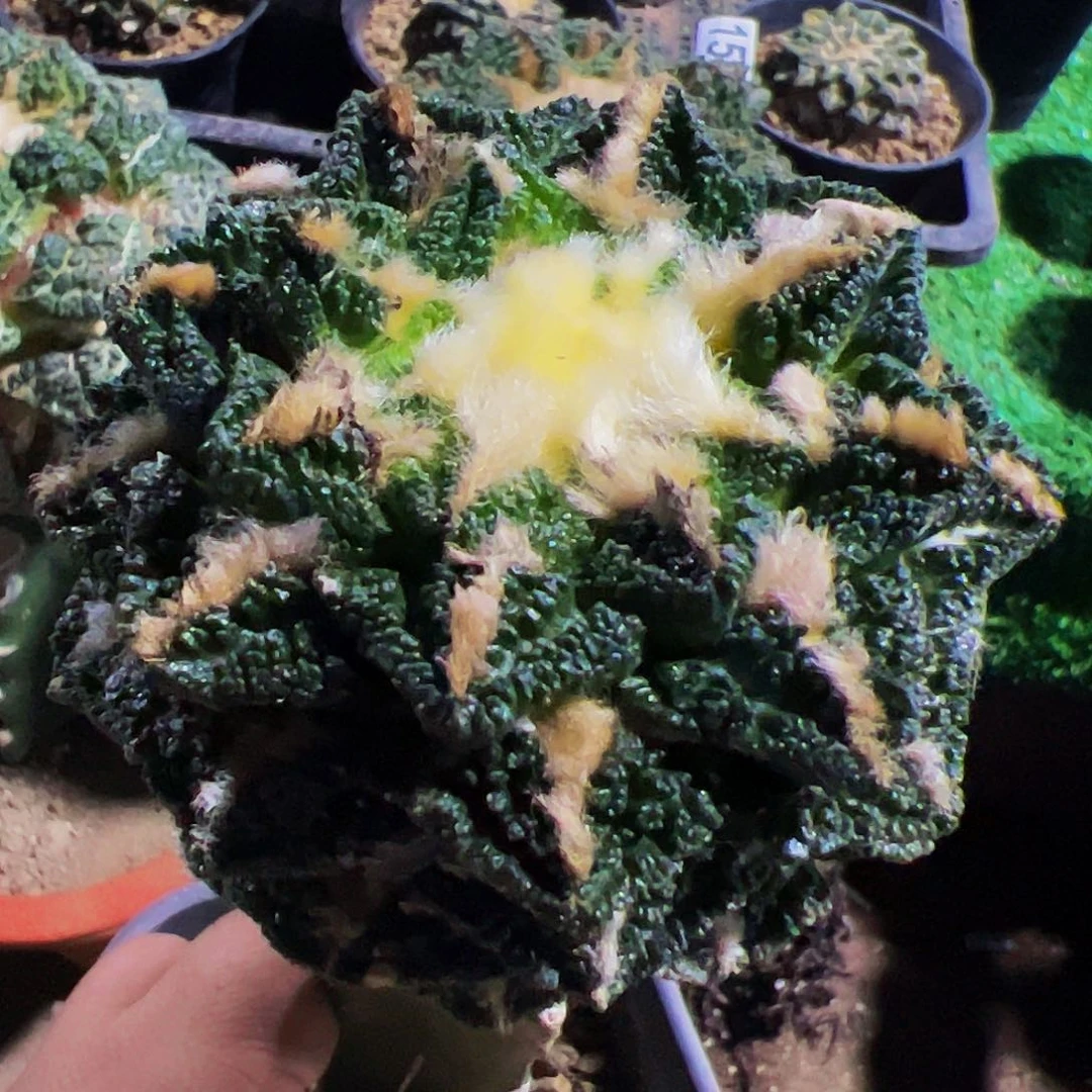 无花朵辛顿牡丹微瑕疵159