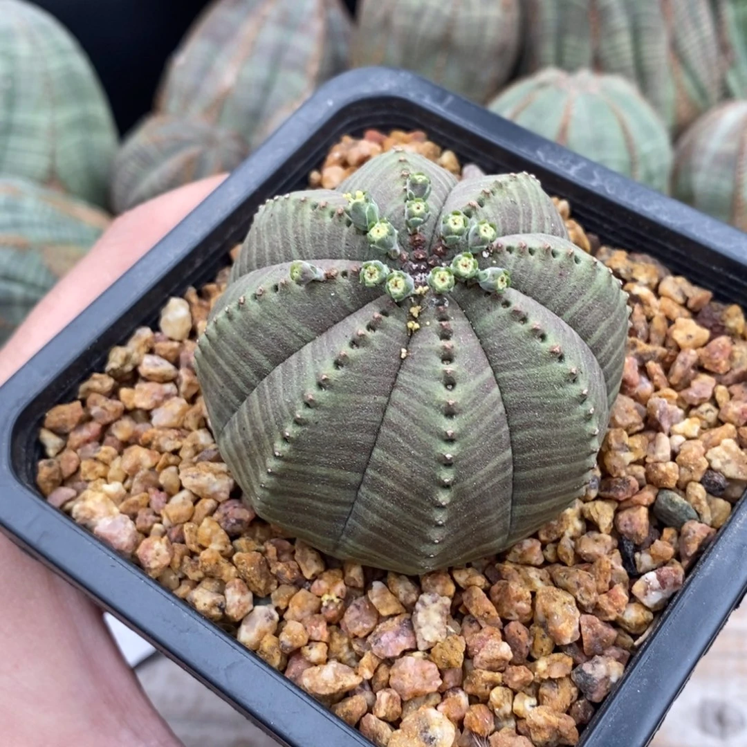 15 欧系实生布纹球多肉植物