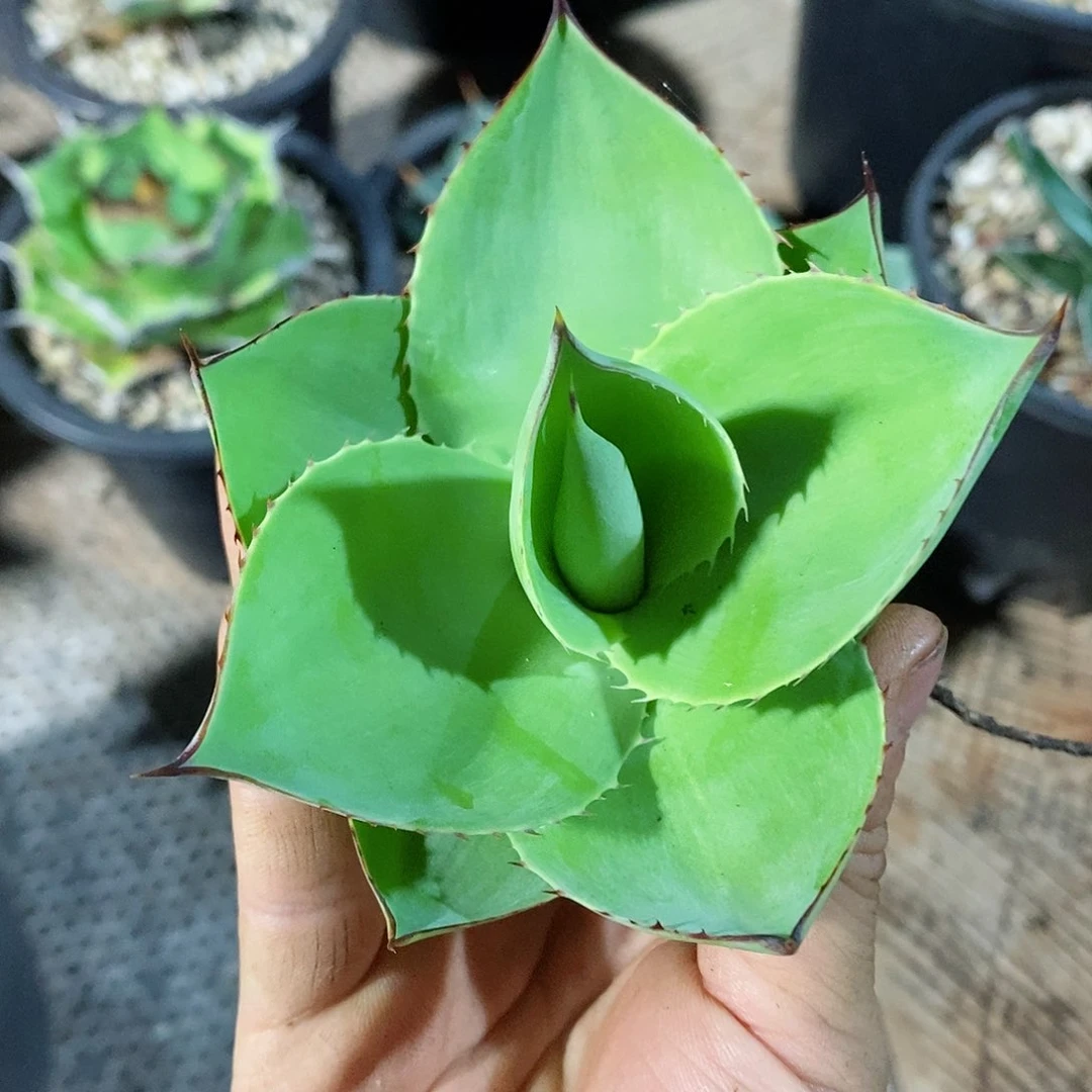 多肉植物龙蛇兰植物