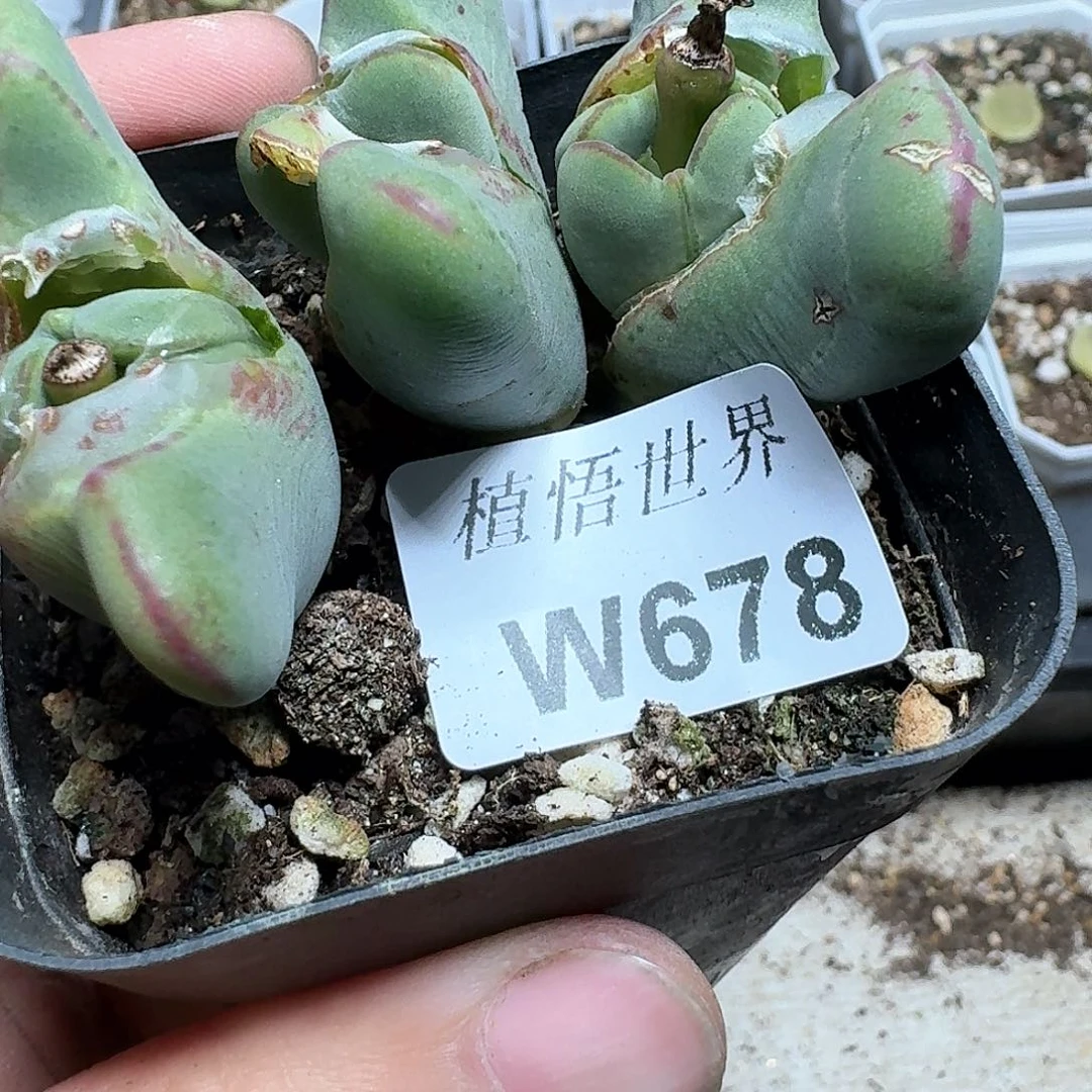 678盒多肉植物哇d f g b