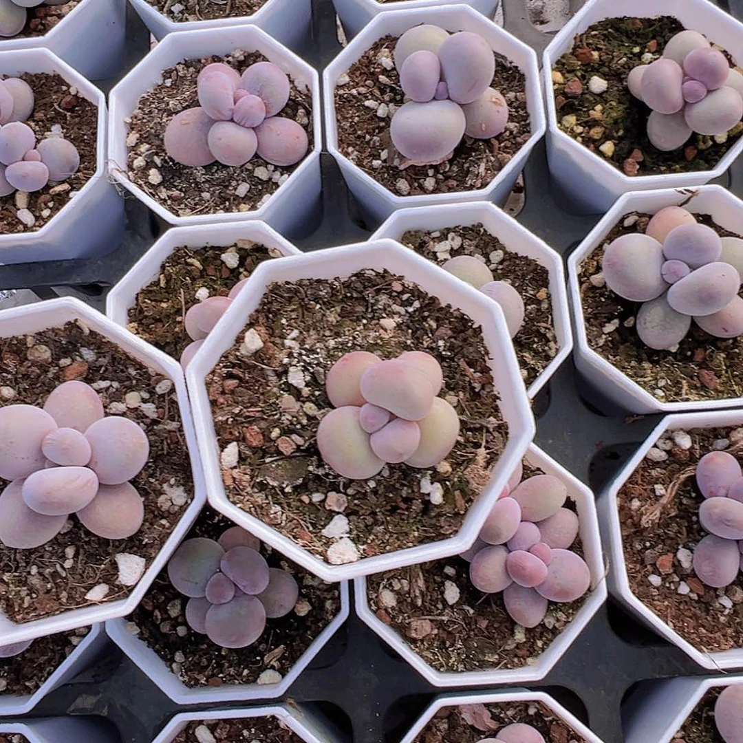 蛋黄奶酪2盆19包邮