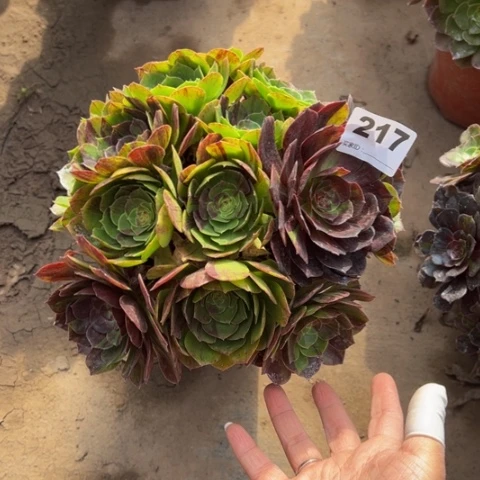 217花月夜多肉植物，