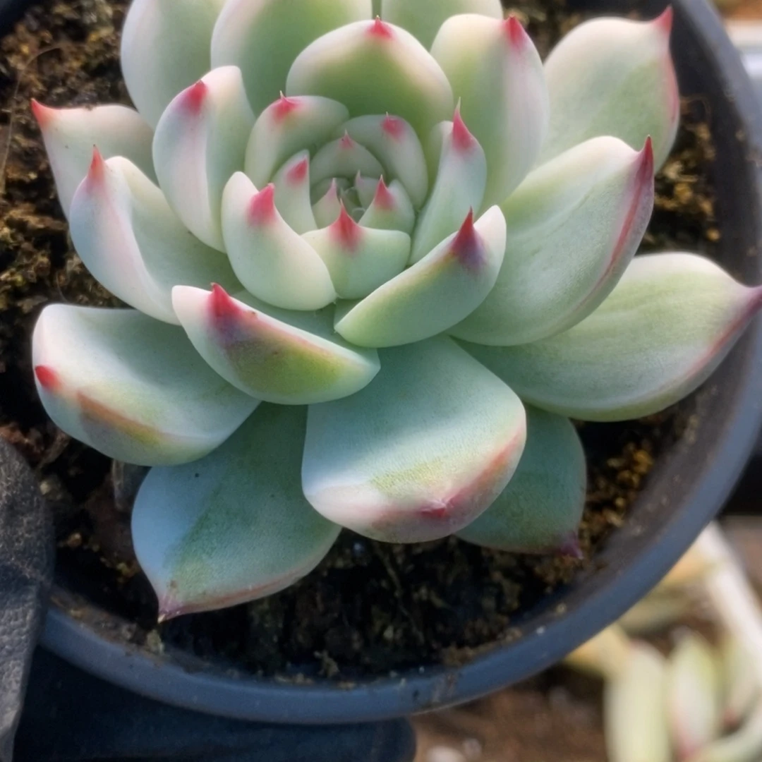 212锦锦锦锦锦锦锦锦