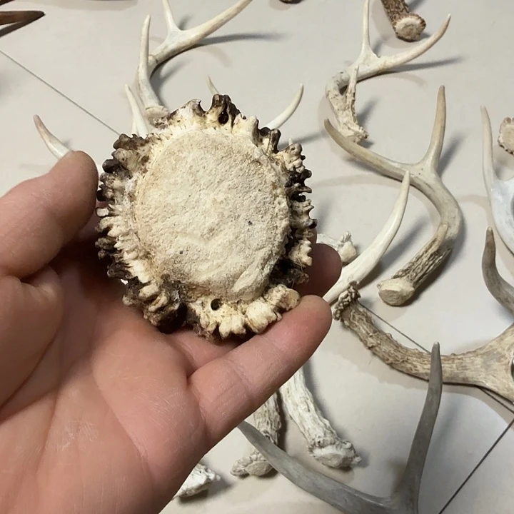 风***人香榧木工艺品原料鹿角