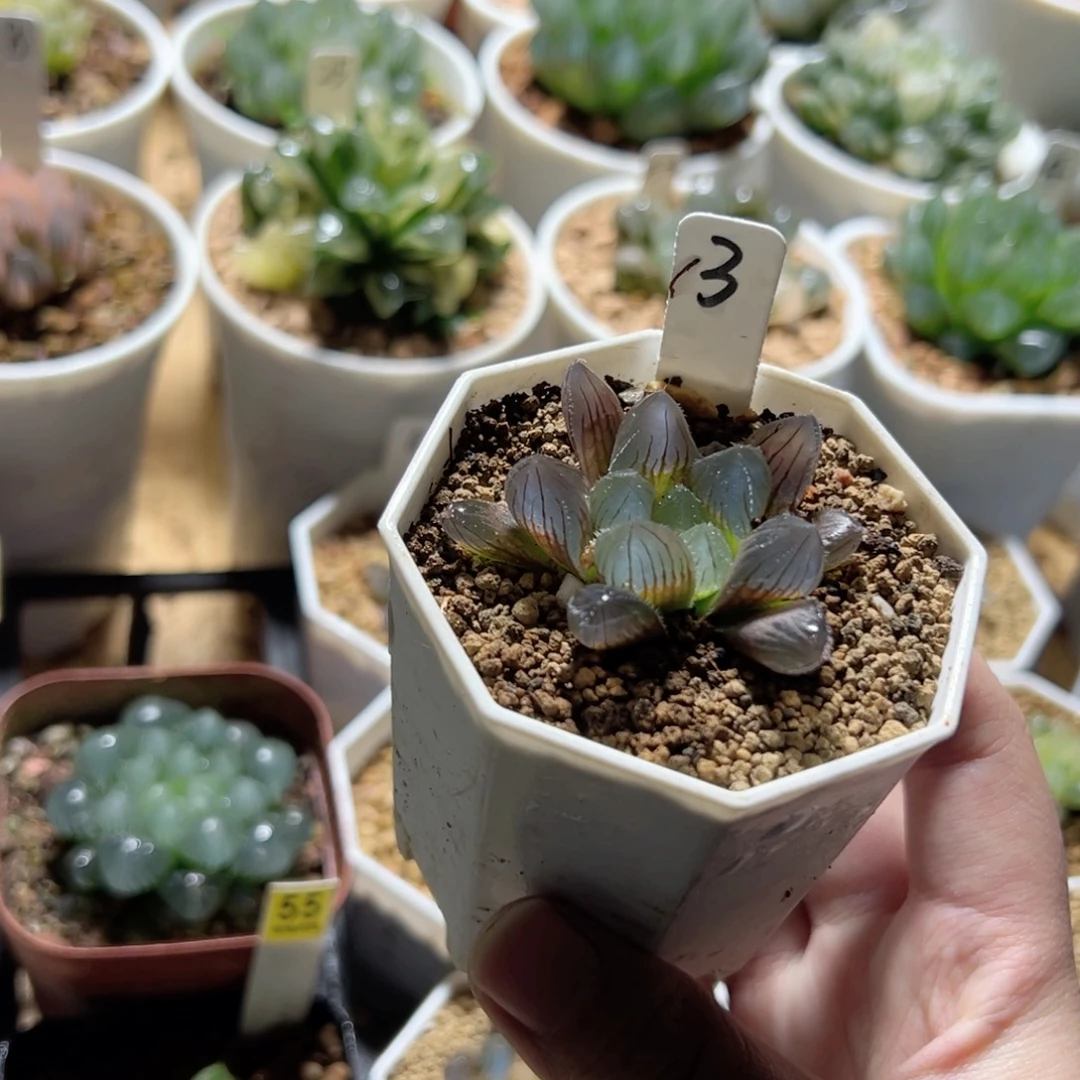 3号实生玉露多肉植物