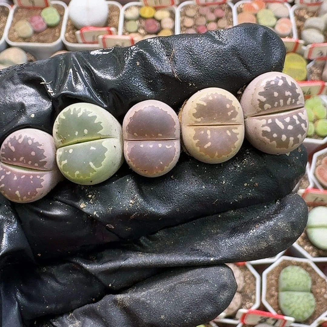 生石花1111112。   305