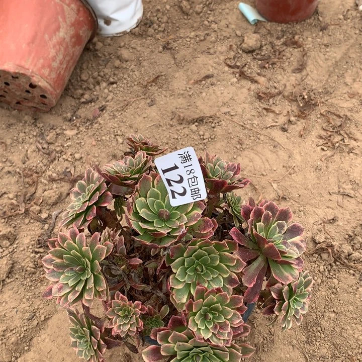 122朝霞绣球不包断枝2