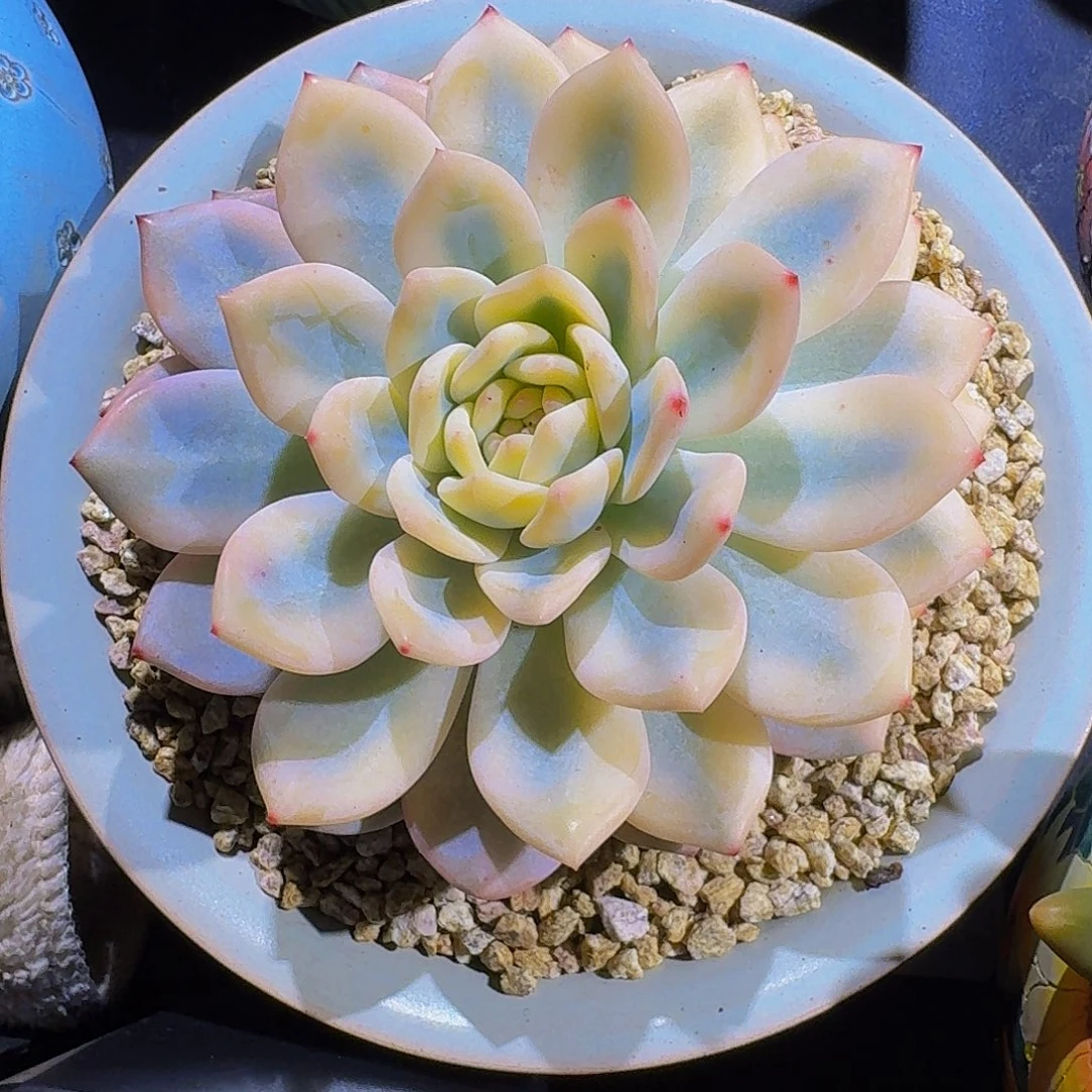 橙梦露 宽锦 一物一拍