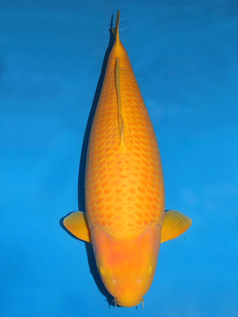 25cm-30cm红介子芒果介子专拍链接