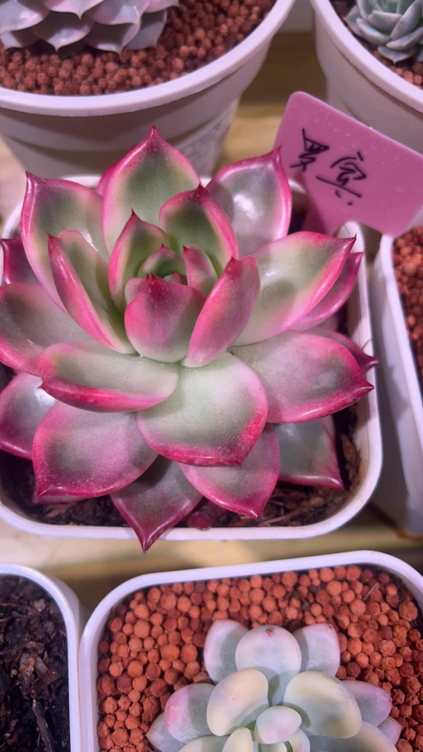 罗宾多肉锦盆栽花卉