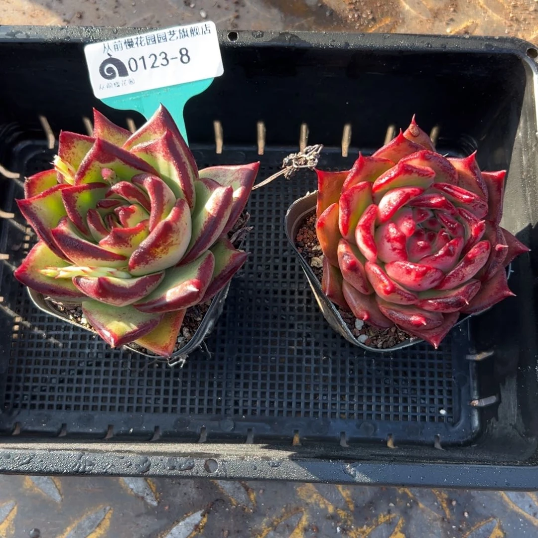 多肉一物一拍0123-8两棵