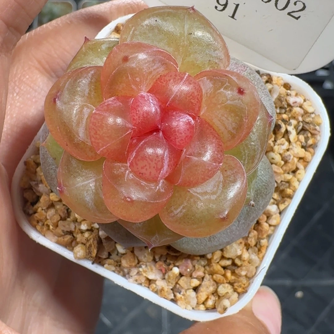 1002-091-火龙果单头